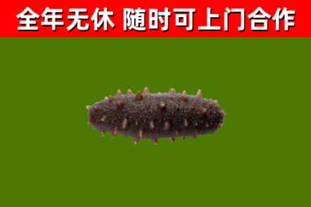 永昌县烟酒回收干海参.jpg